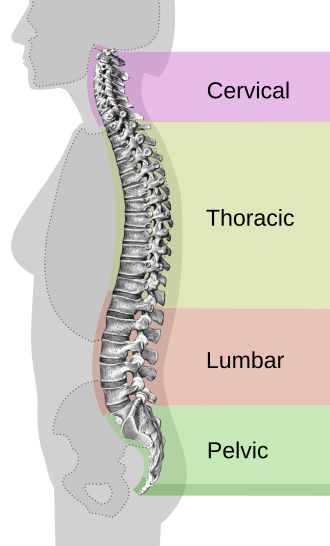 Irvine Electropedic Back Pain Stretches by Tima Kraus